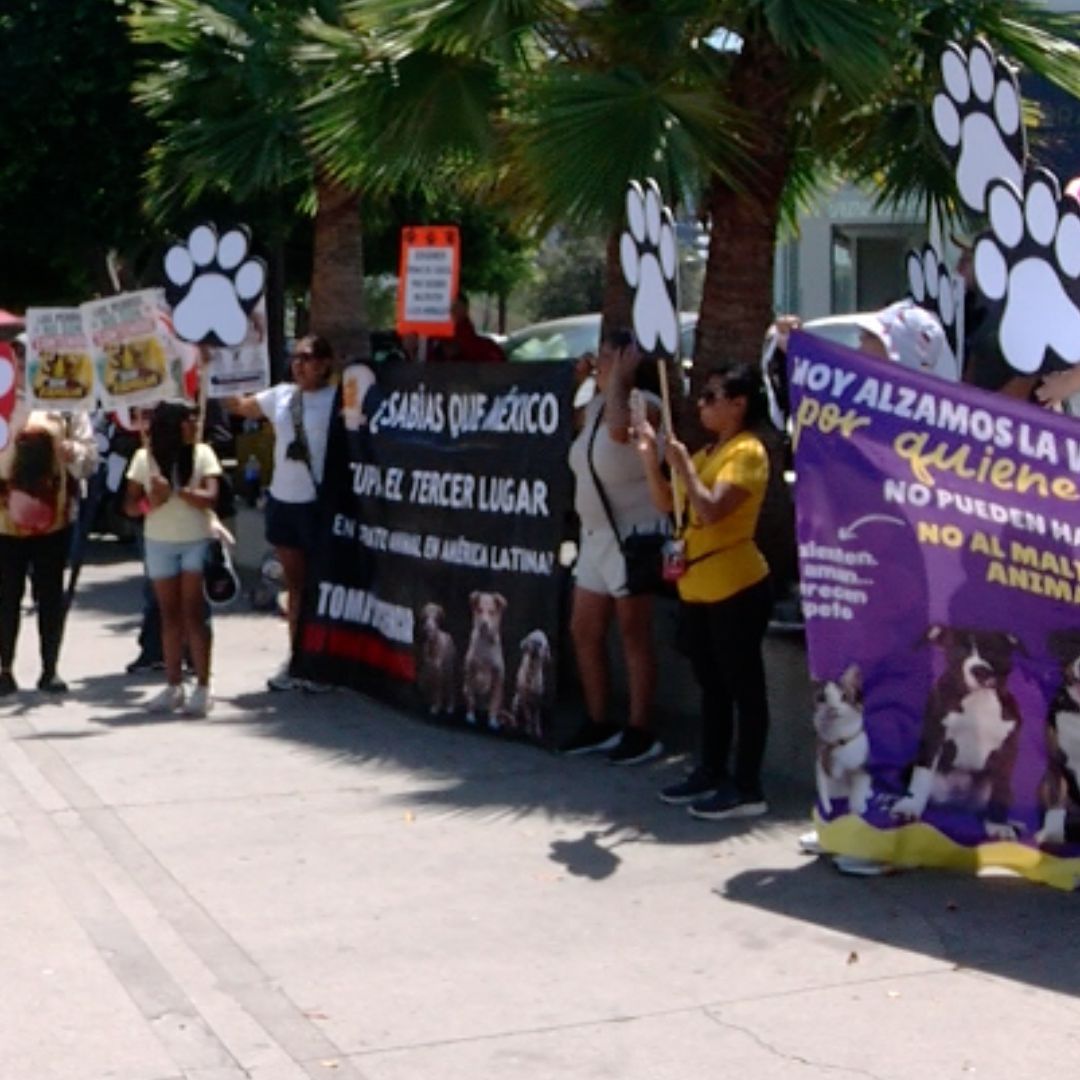 Animalistas Protestan en Tijuana por Dos Perros Dados en Adopción